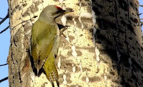 Gray-headed Woodpecker (Picus canus) — photo 3 of 5