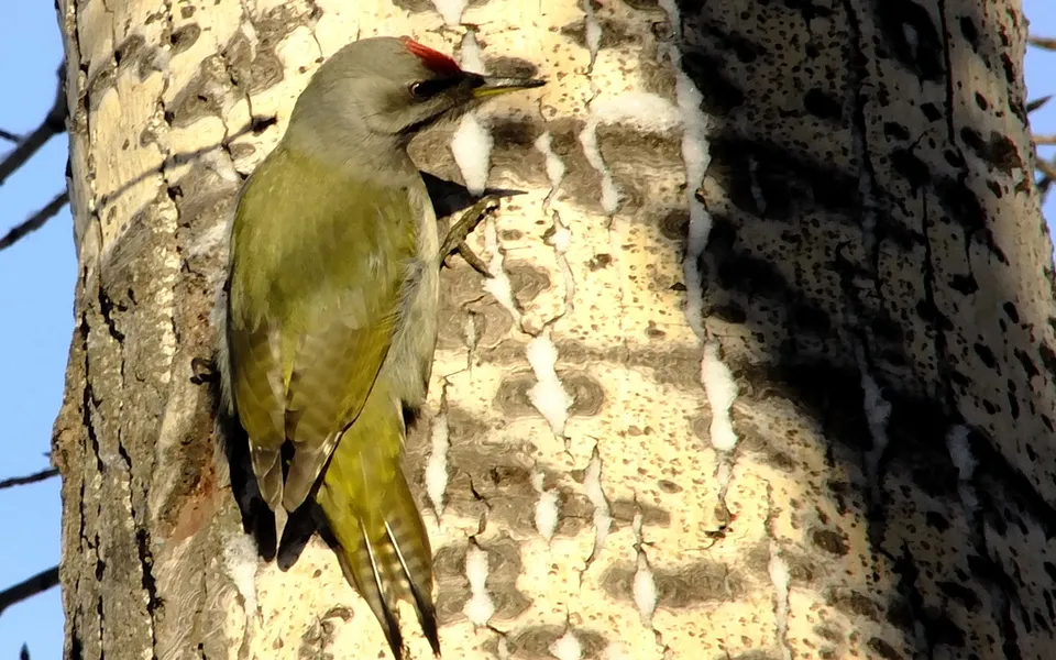Gray-headed Woodpecker (Picus canus) — photo 3 of 5