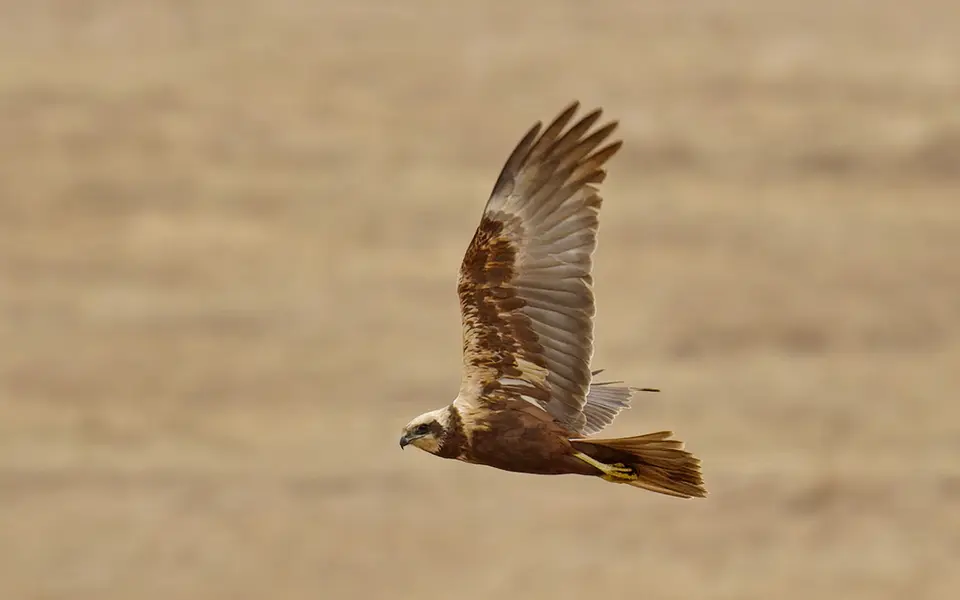 Western Marsh Harrier (Circus aeruginosus) — photo 5 of 5