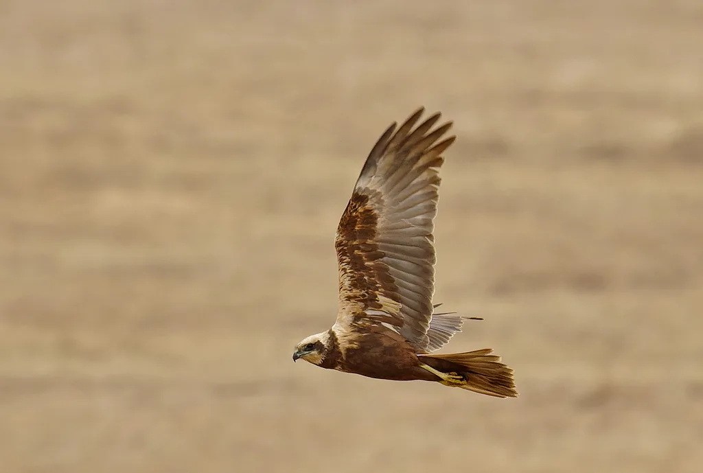 Western Marsh Harrier
