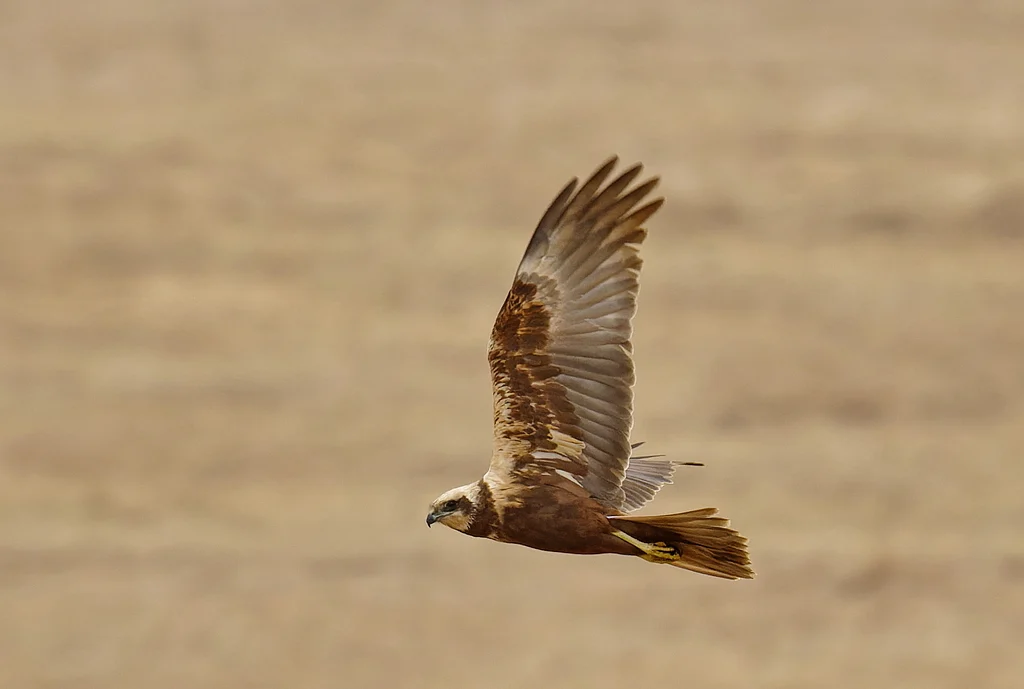 Western Marsh Harrier