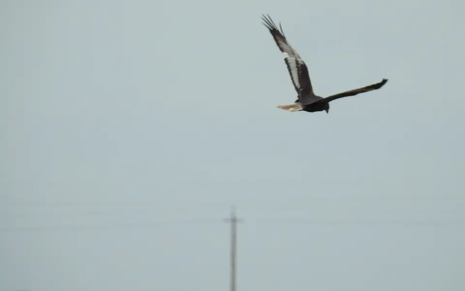 Western Marsh Harrier (Circus aeruginosus) — photo 4 of 5