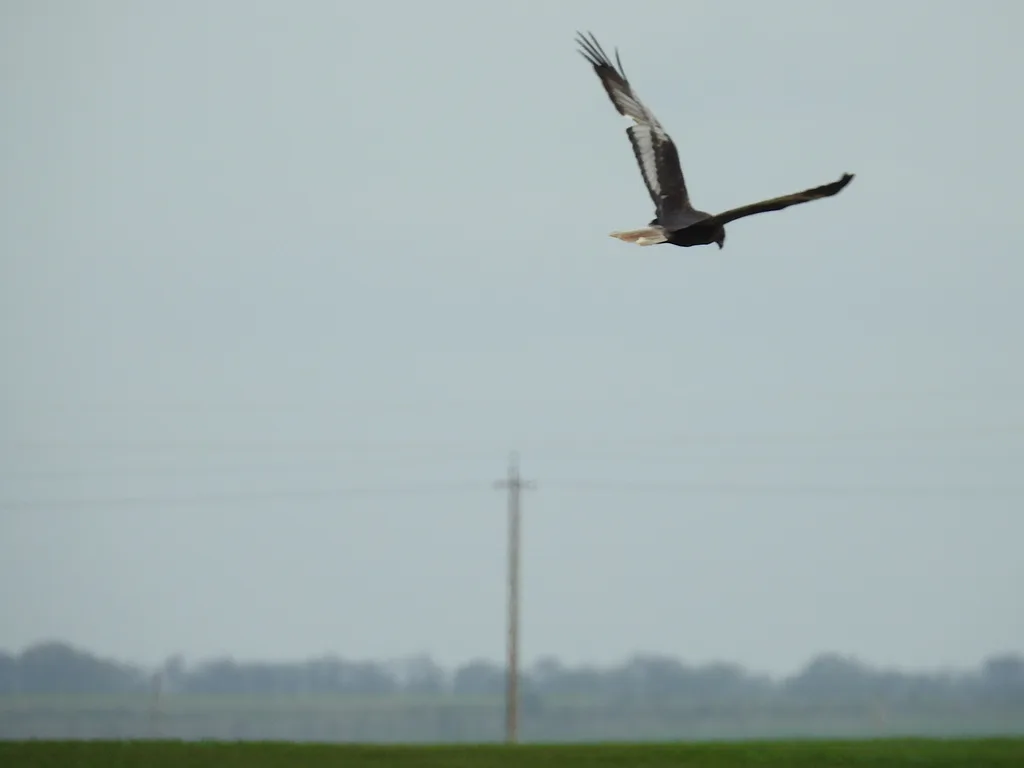 Western Marsh Harrier