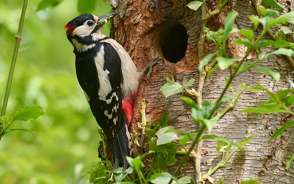 Great Spotted Woodpecker (Dendrocopos major) — photo 3 of 5