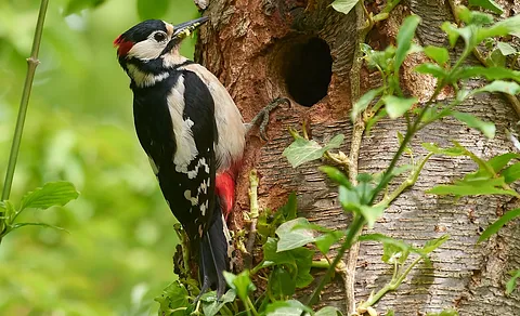 Great Spotted Woodpecker (Dendrocopos major) — photo 3 of 5