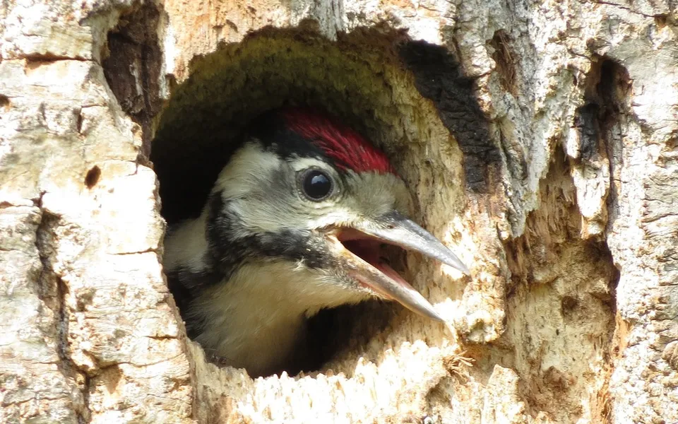Great Spotted Woodpecker (Dendrocopos major) — photo 4 of 5