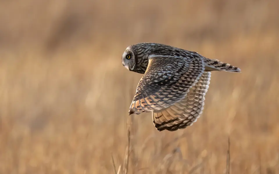 Short-eared Owl (Asio flammeus) — photo 2 of 4