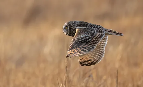 Short-eared Owl