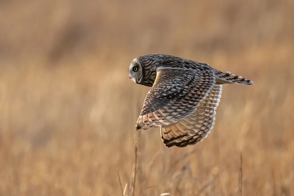 Short-eared Owl