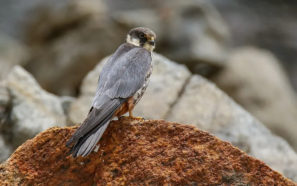 Eurasian Hobby (Falco subbuteo) — photo 3 of 4