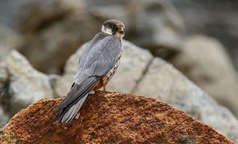 Eurasian Hobby