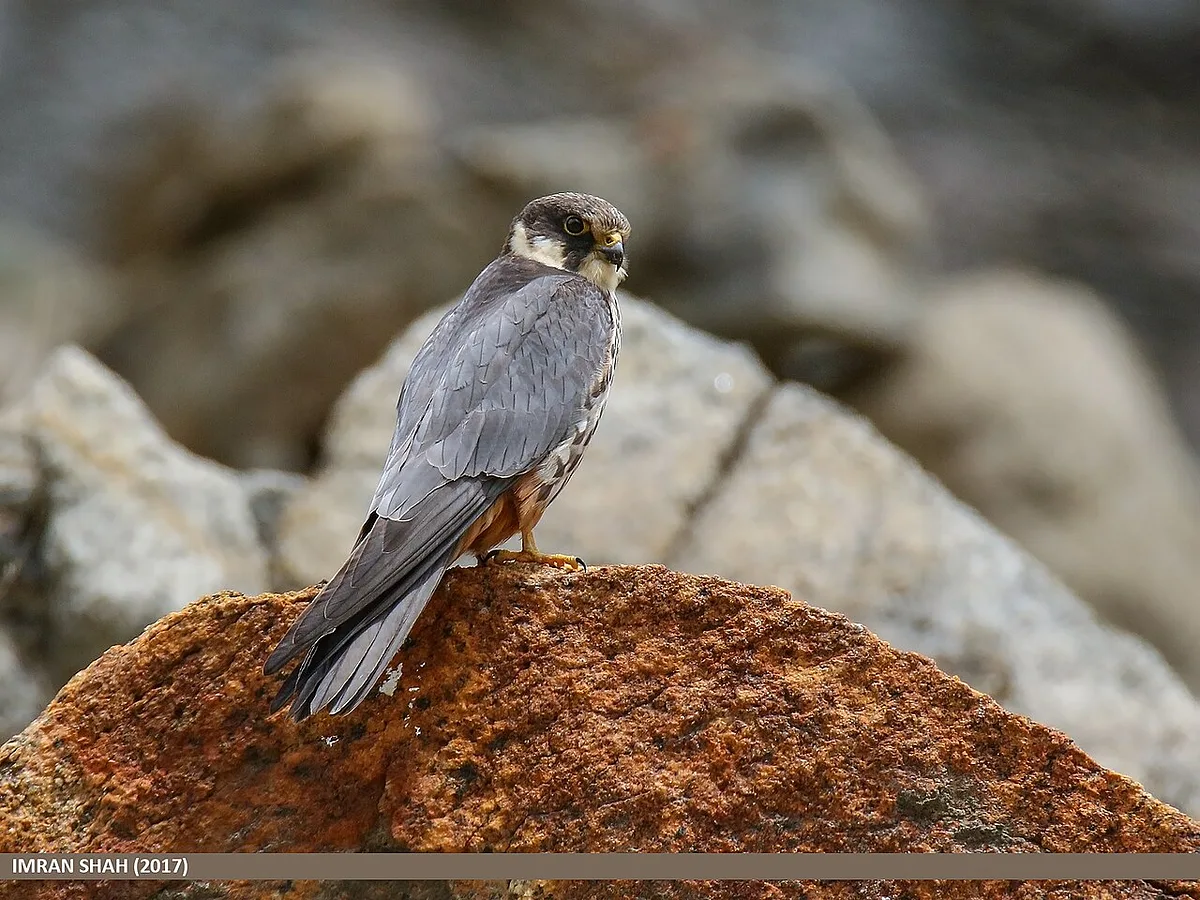 Eurasian Hobby