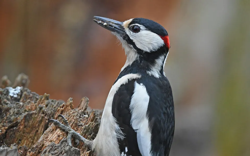 Great Spotted Woodpecker (Dendrocopos major) — photo 5 of 5