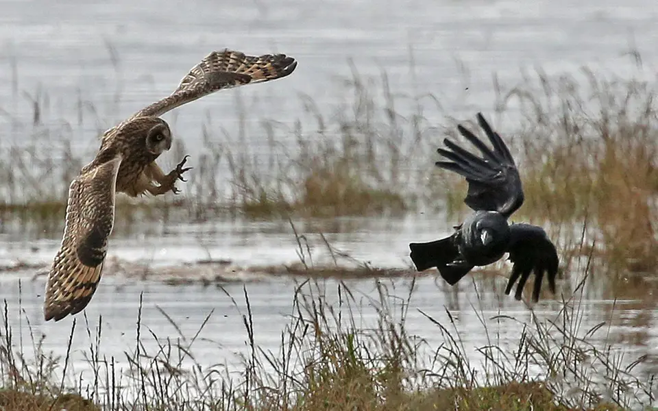 Short-eared Owl (Asio flammeus) — photo 3 of 4