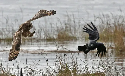 Short-eared Owl