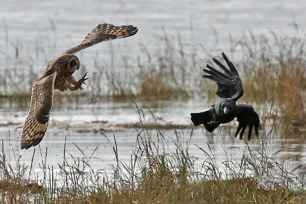 Short-eared Owl