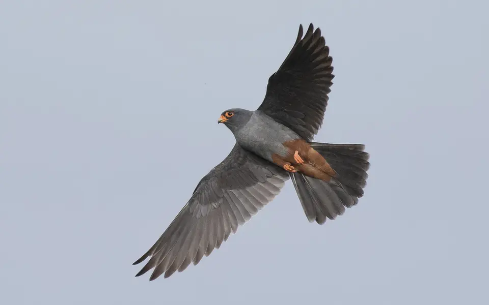 Red-footed Falcon (Falco vespertinus) — photo 2 of 4