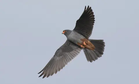 Red-footed Falcon (Falco vespertinus) — photo 2 of 4
