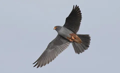 Red-footed Falcon