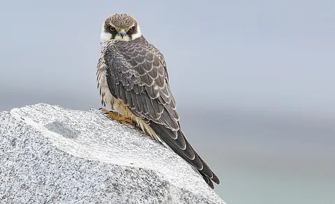Eurasian Hobby