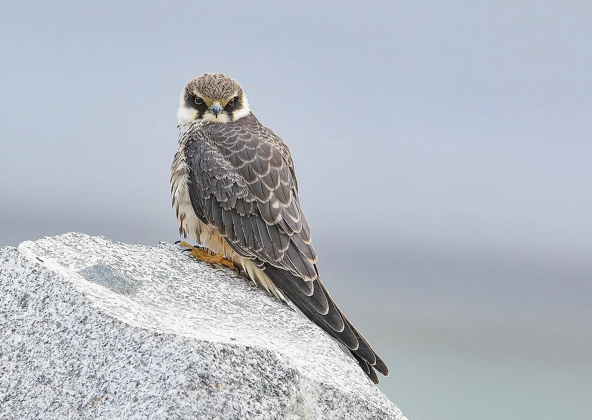 Eurasian Hobby