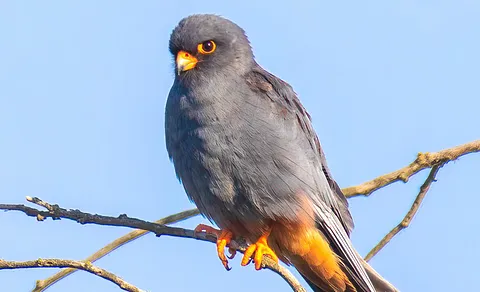 Red-footed Falcon