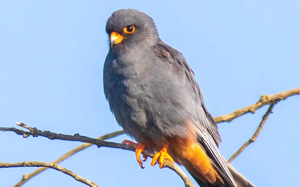 Red-footed Falcon (Falco vespertinus) — photo 3 of 4