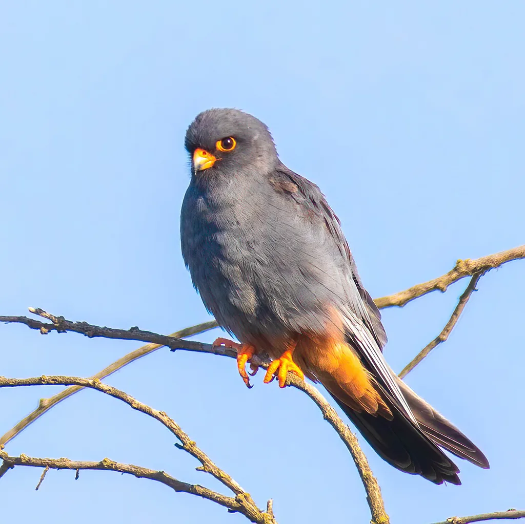 Red-footed Falcon