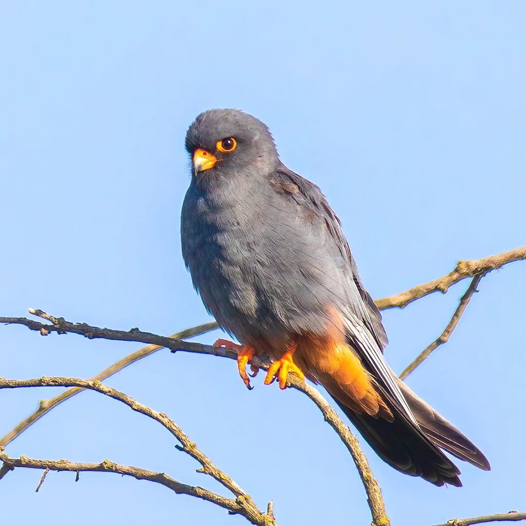Red-footed Falcon