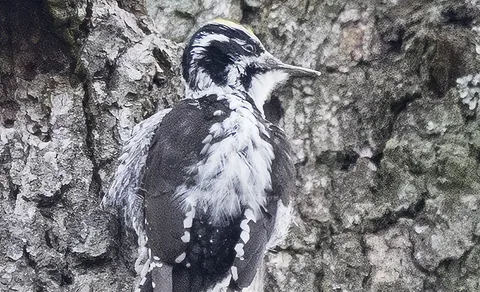 Eurasian Three-toed Woodpecker (Picoides tridactylus) — photo 2 of 4