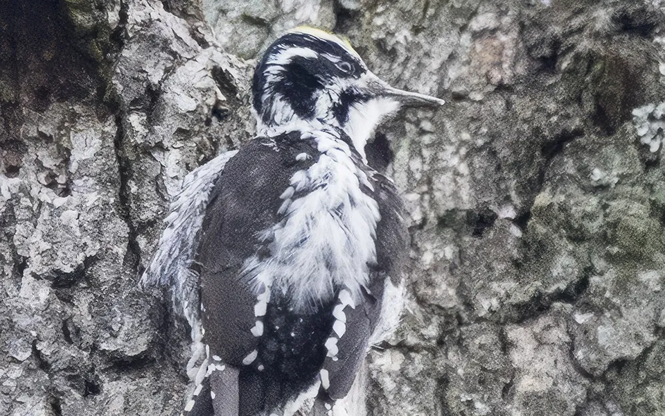 Eurasian Three-toed Woodpecker (Picoides tridactylus) — photo 2 of 4