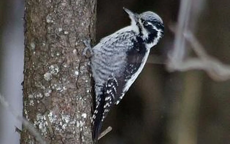 Eurasian Three-toed Woodpecker (Picoides tridactylus) — photo 3 of 4