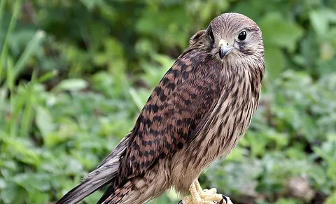 Eurasian Kestrel
