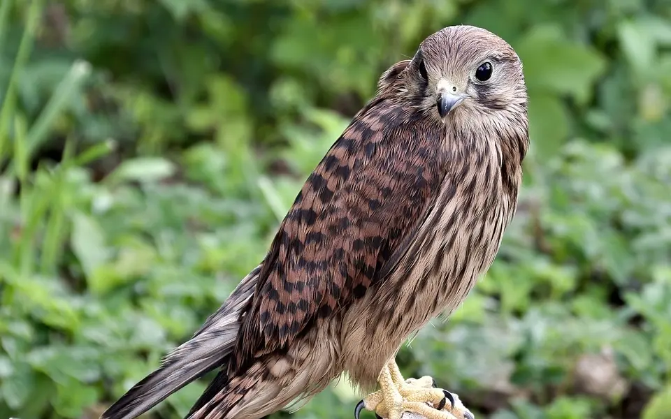 Eurasian Kestrel (Falco tinnunculus) — photo 2 of 4