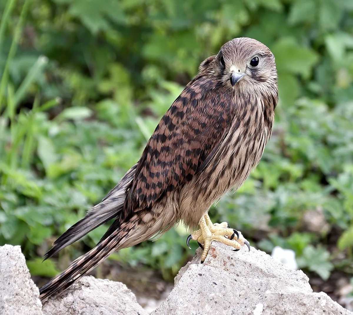 Eurasian Kestrel