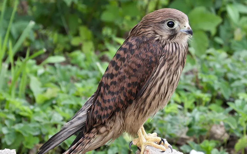 Eurasian Kestrel (Falco tinnunculus) — photo 4 of 4