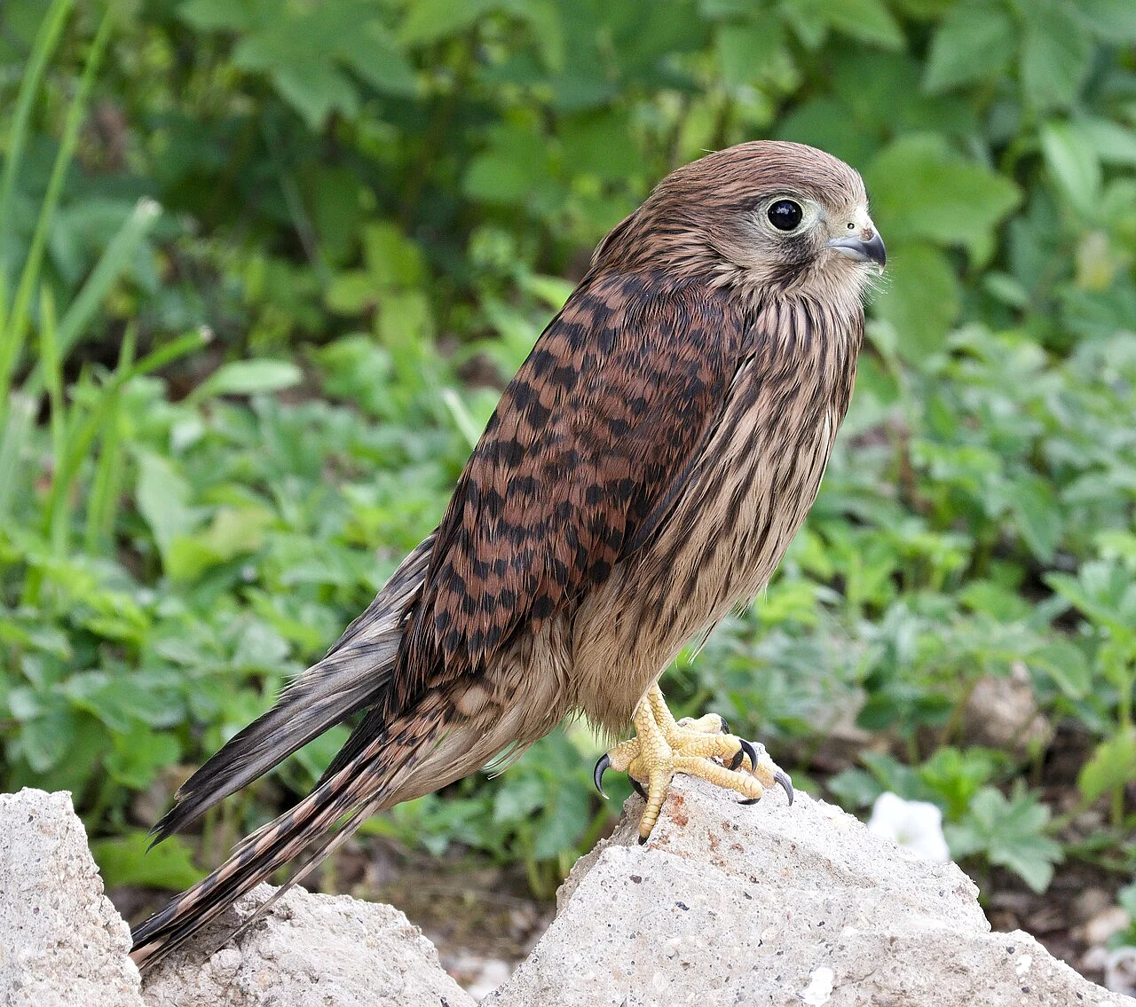 Eurasian Kestrel