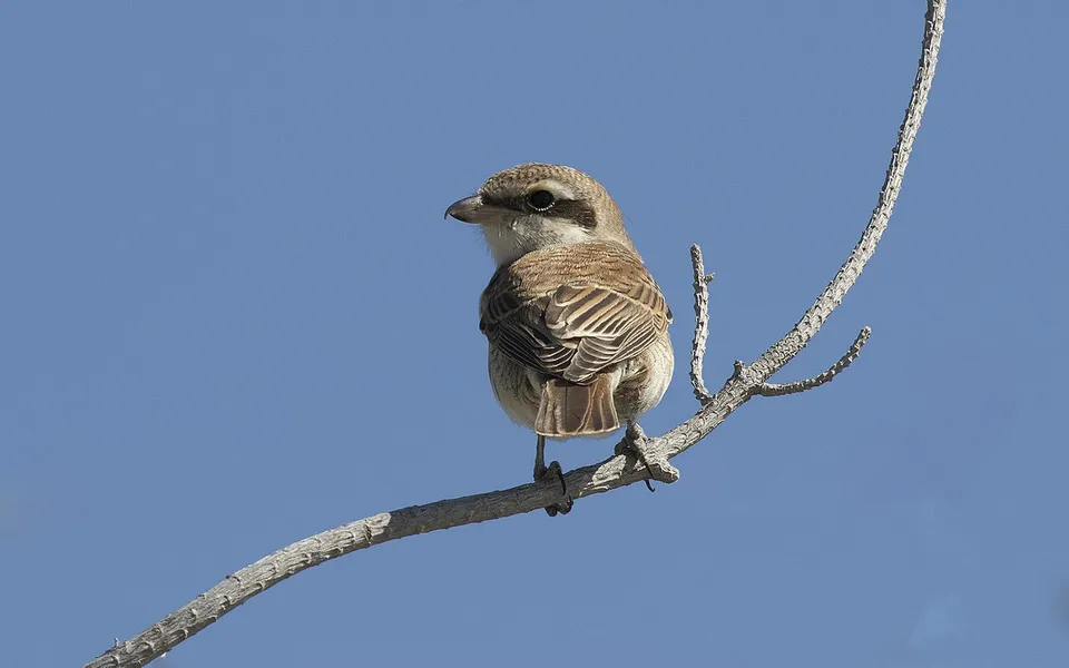 Red-backed Shrike (Lanius collurio) — photo 3 of 5