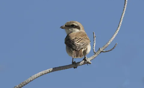 Red-backed Shrike (Lanius collurio) — photo 3 of 5