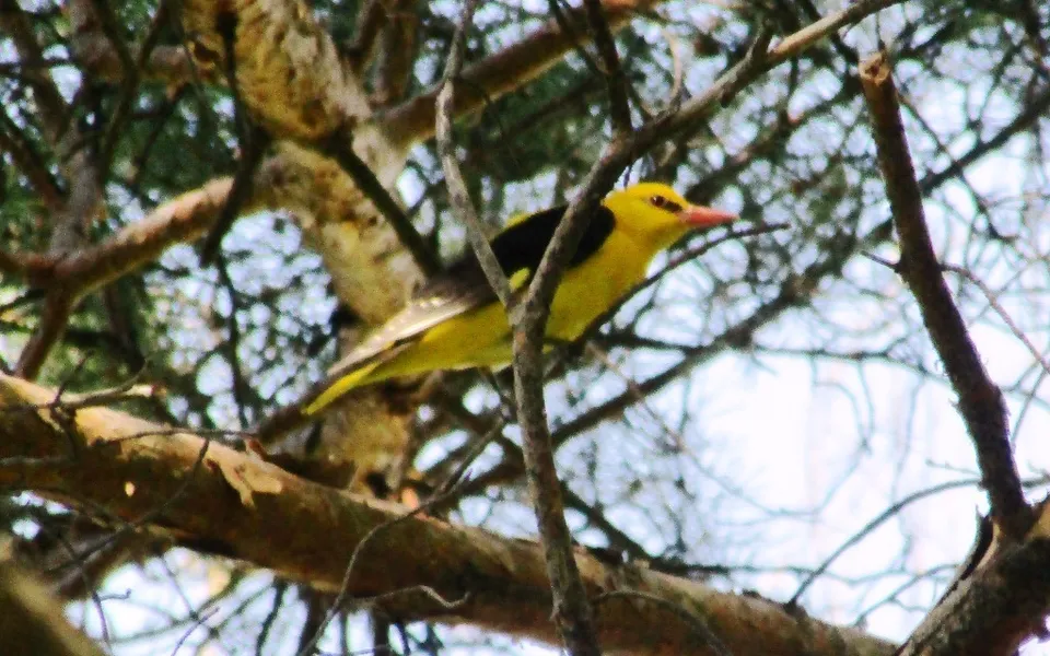 Eurasian Golden Oriole (Oriolus oriolus) — photo 2 of 3