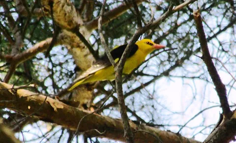 Eurasian Golden Oriole (Oriolus oriolus) — photo 2 of 3