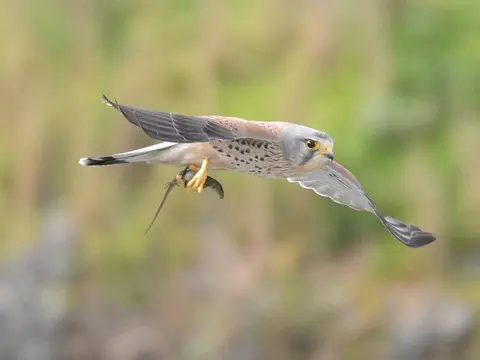 Eurasian Kestrel