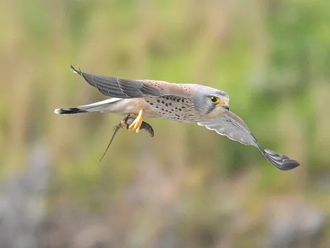 Eurasian Kestrel
