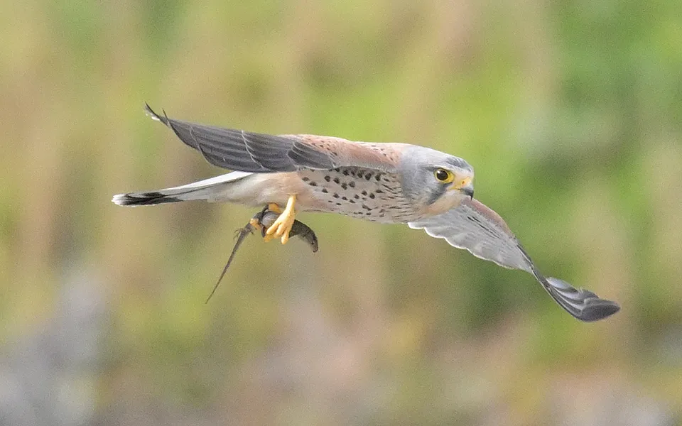 Eurasian Kestrel