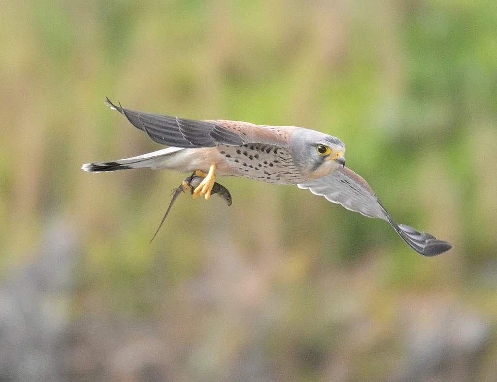 Eurasian Kestrel