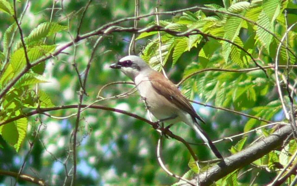 Red-backed Shrike (Lanius collurio) — photo 4 of 5
