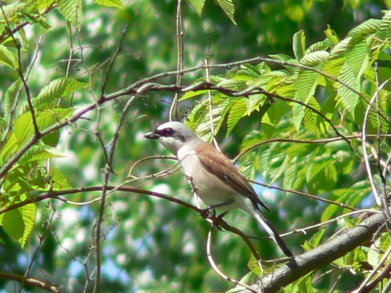 Red-backed Shrike (Lanius collurio) — photo 4 of 5