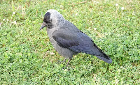 Eurasian Jackdaw (Coloeus monedula) — photo 2 of 5