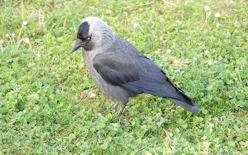 Eurasian Jackdaw (Coloeus monedula) — photo 2 of 5
