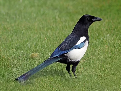 Eurasian Magpie